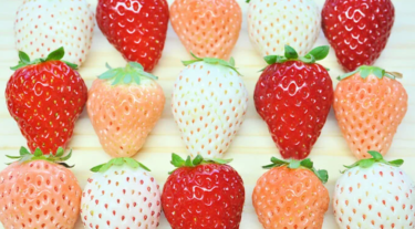 【春が旬のフルーツ】最新☆全部つくれぽ1000超え！イチゴを使ったレシピ・作り方　人気ランキング